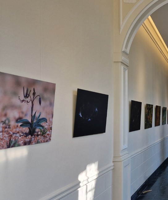 Gang met witte muren en een rij foto's van planten en natuur aan de muur, verlicht door natuurlijk licht. (vergroot foto)